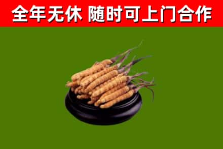 普兰店区烟酒回收冬虫夏草.jpg